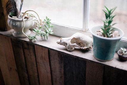 Plants on a windowsill