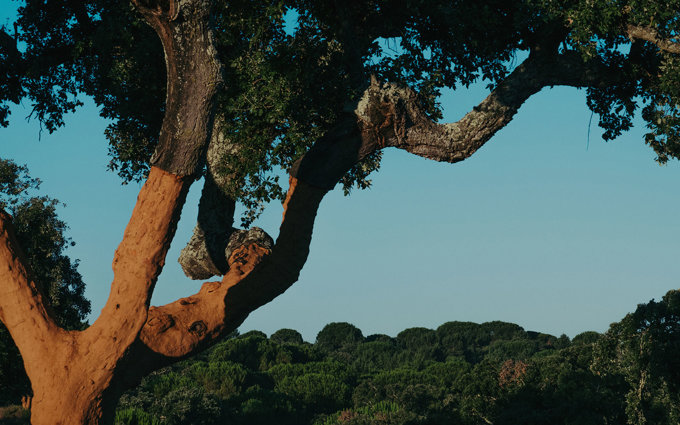 header-AMOR5312.jpg