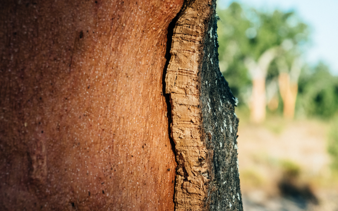 acc-header - 2019-03-01T100100.904.png